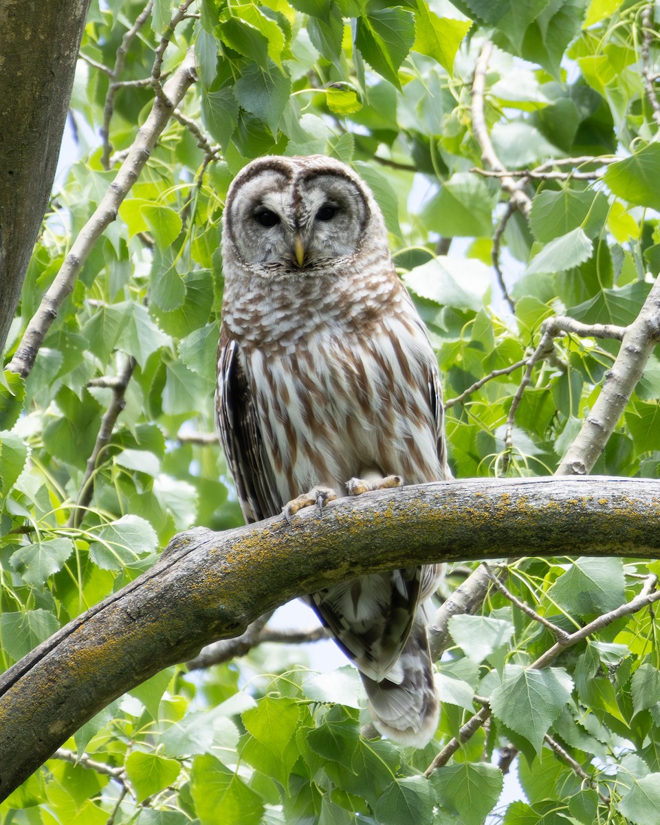 Barred Owl - Tobin Brown