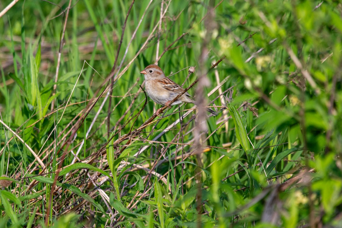 Field Sparrow - ML618961301