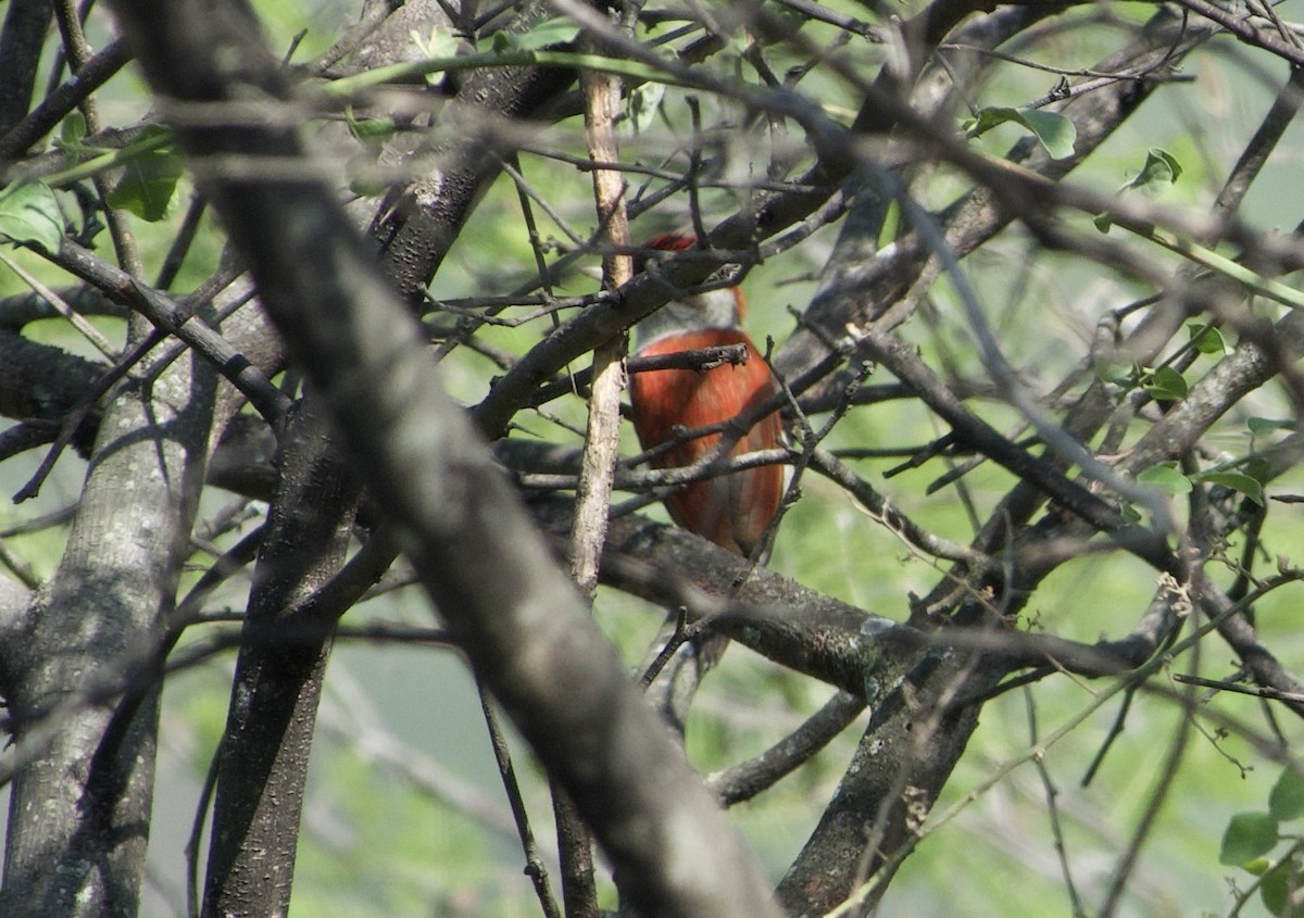 Scarlet-backed Woodpecker - ML618961310