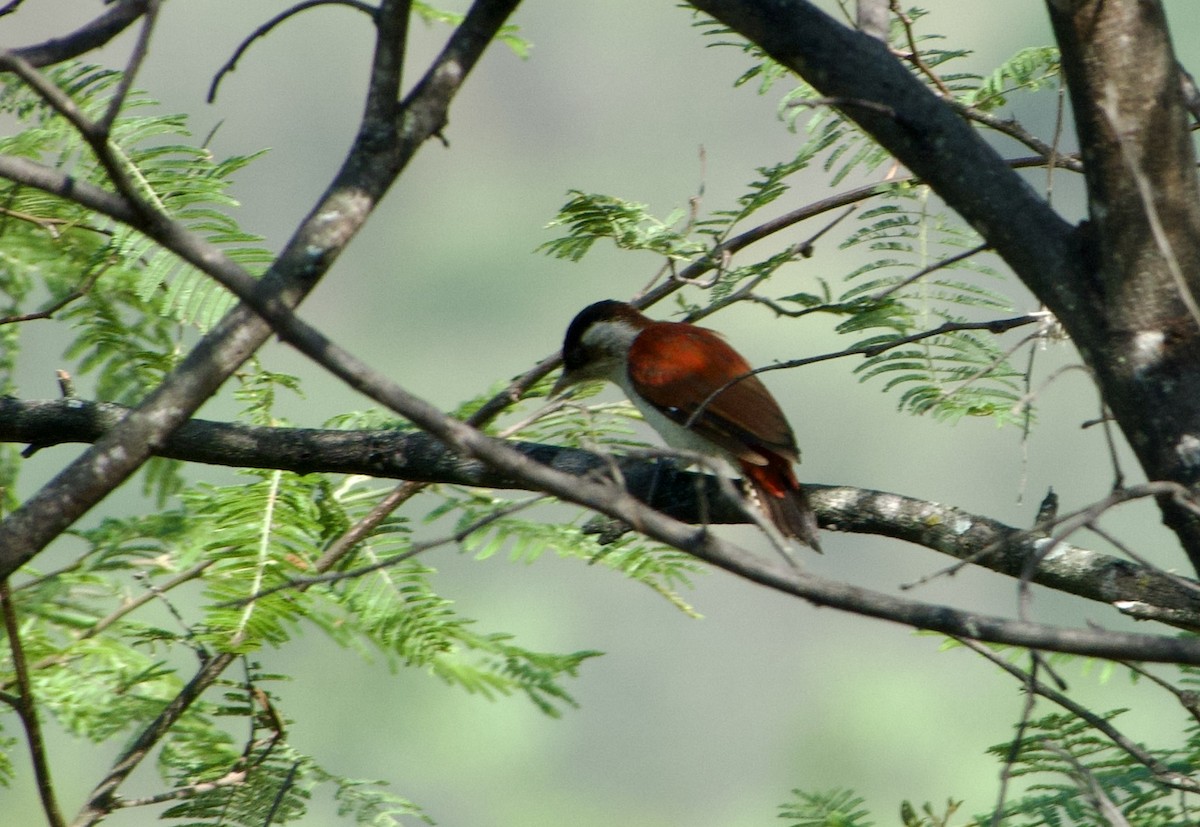 Scarlet-backed Woodpecker - ML618961312