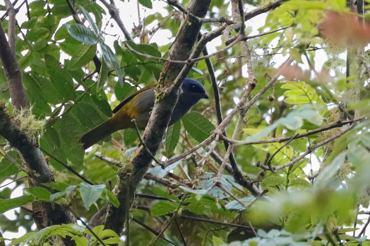 Blue-capped Tanager - ML618961320