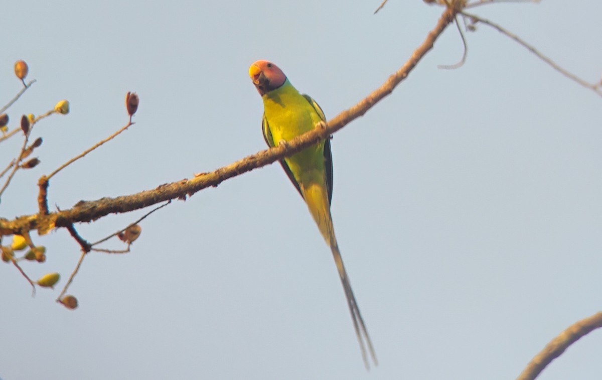 Plum-headed Parakeet - Anish Ambaliya