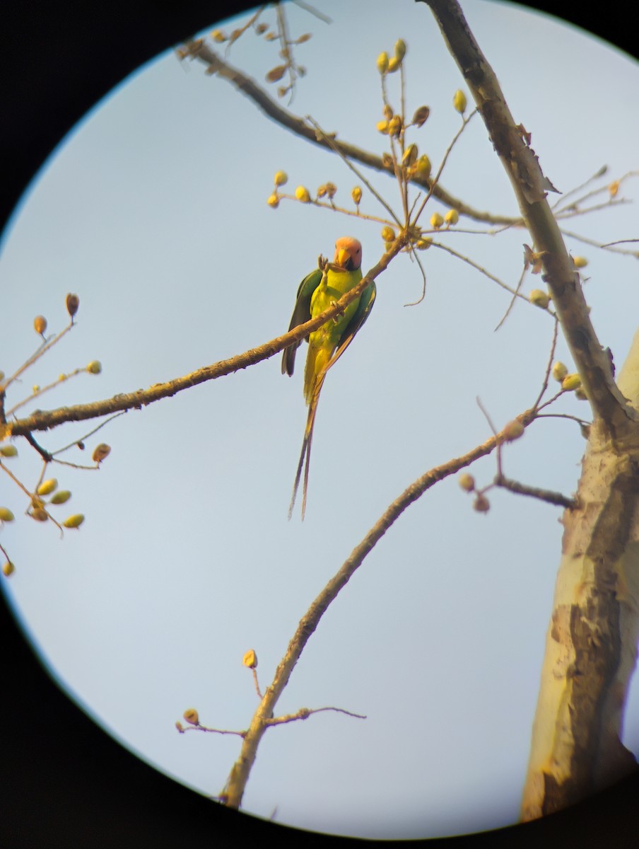 Plum-headed Parakeet - Anish Ambaliya