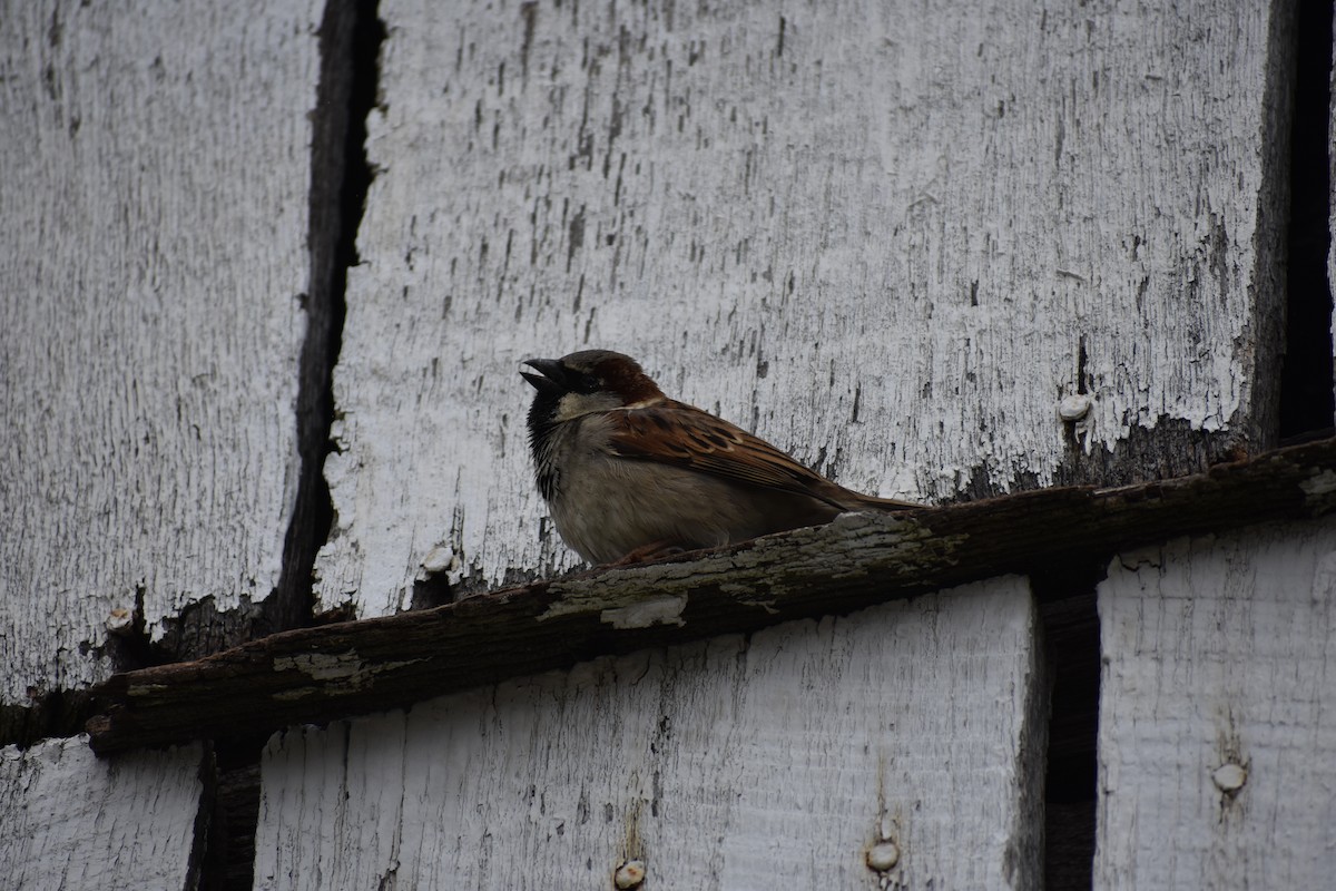 House Sparrow - Anonymous