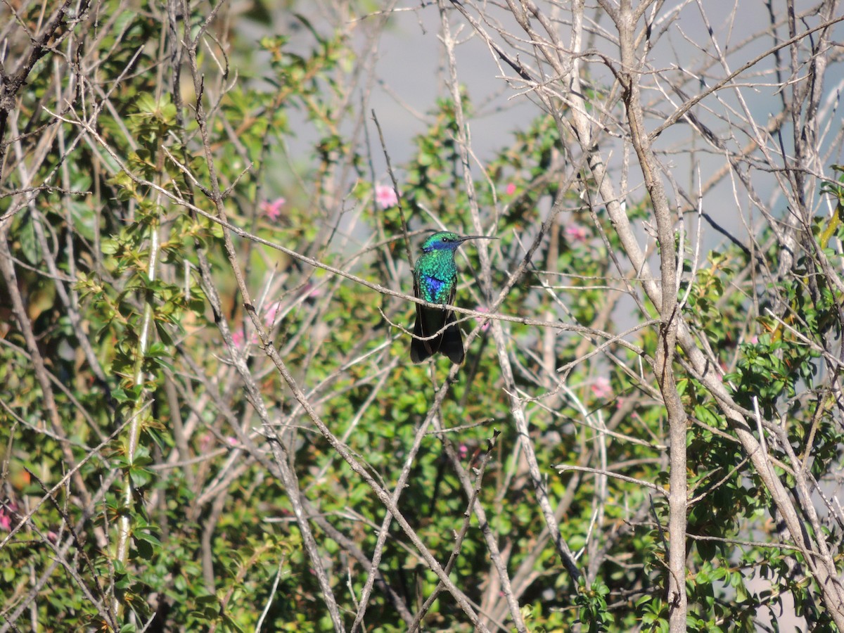 kolibřík modrolící - ML618961348