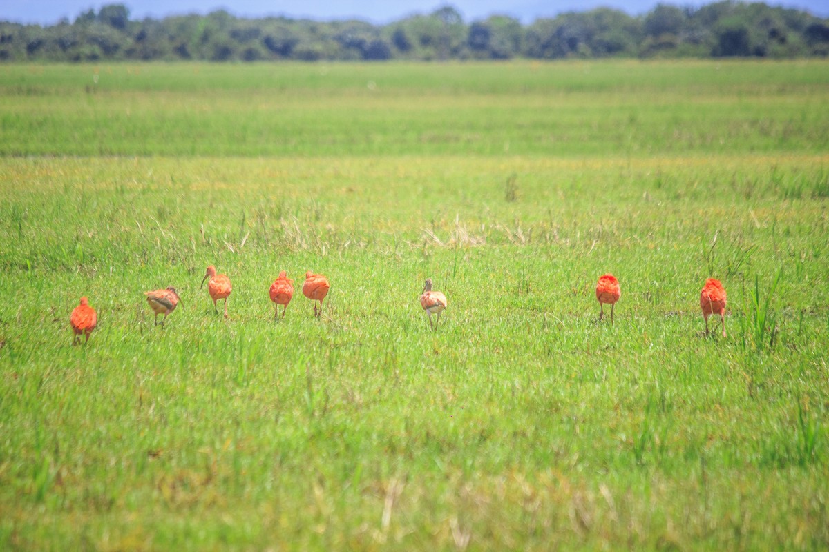 ibis rudý - ML618961354