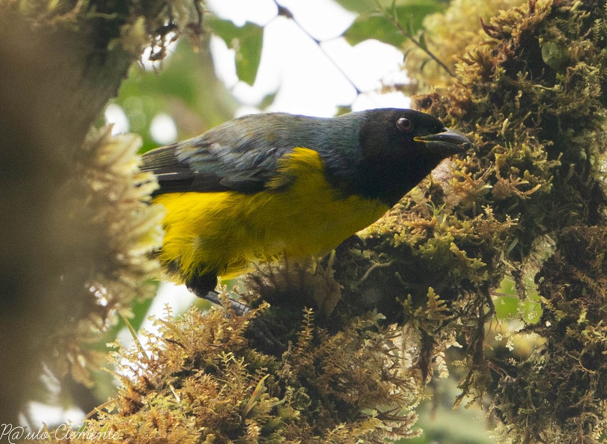 Hooded Mountain Tanager - Paulo Clemente Guevara