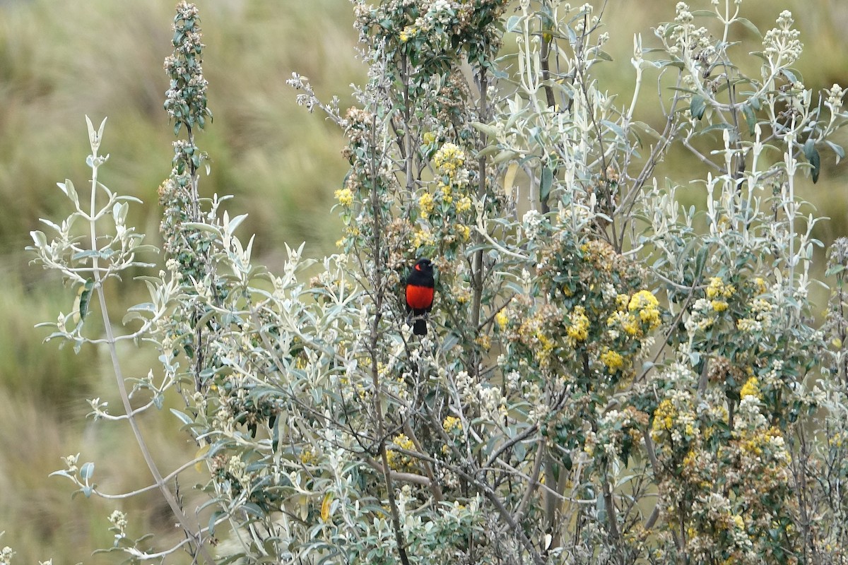 Scarlet-bellied Mountain Tanager - ML618961483