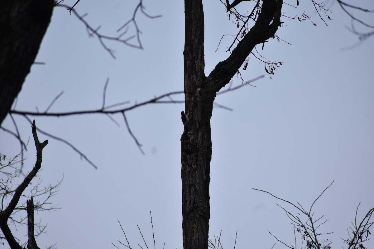 Red-headed Woodpecker - ML618961498