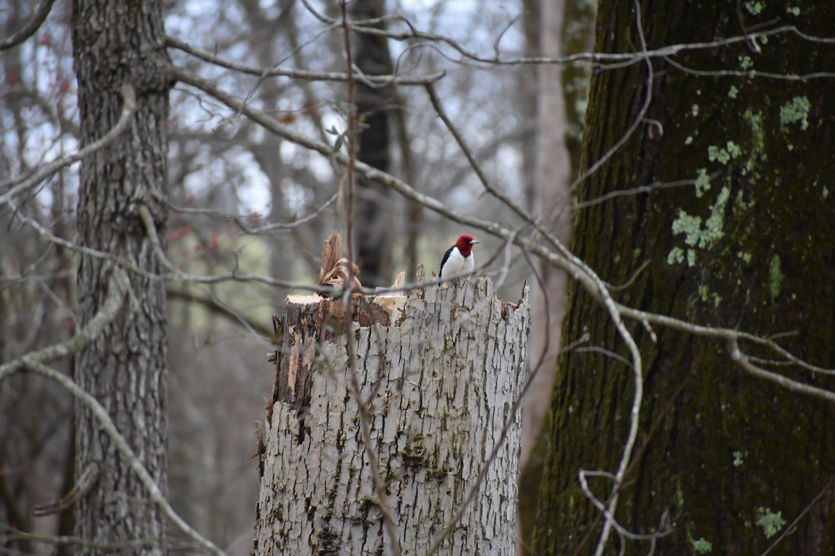 Red-headed Woodpecker - ML618961500