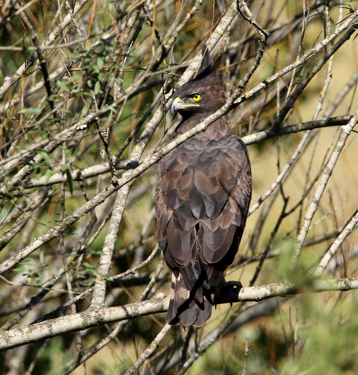 Long-crested Eagle - ML618961523