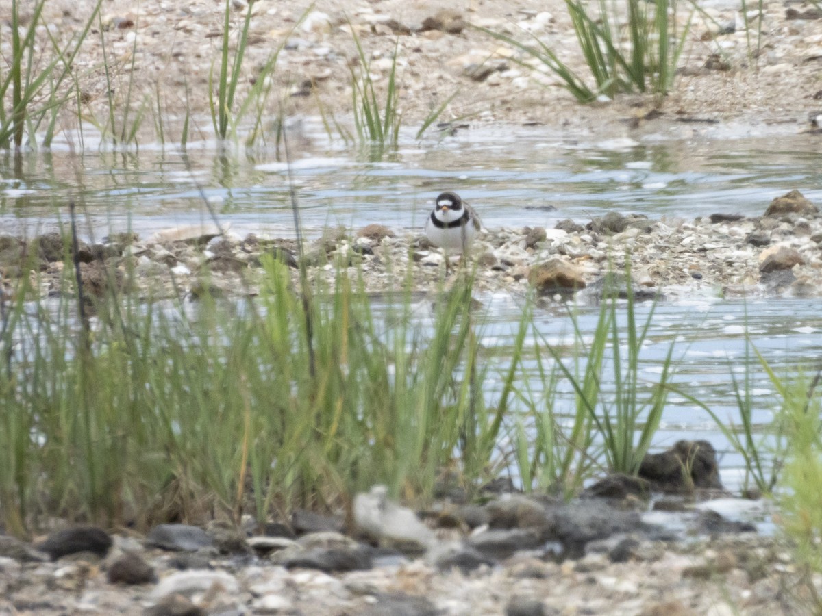Semipalmated Plover - ML618961568