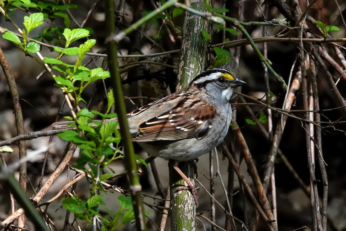 White-throated Sparrow - J.K. R.