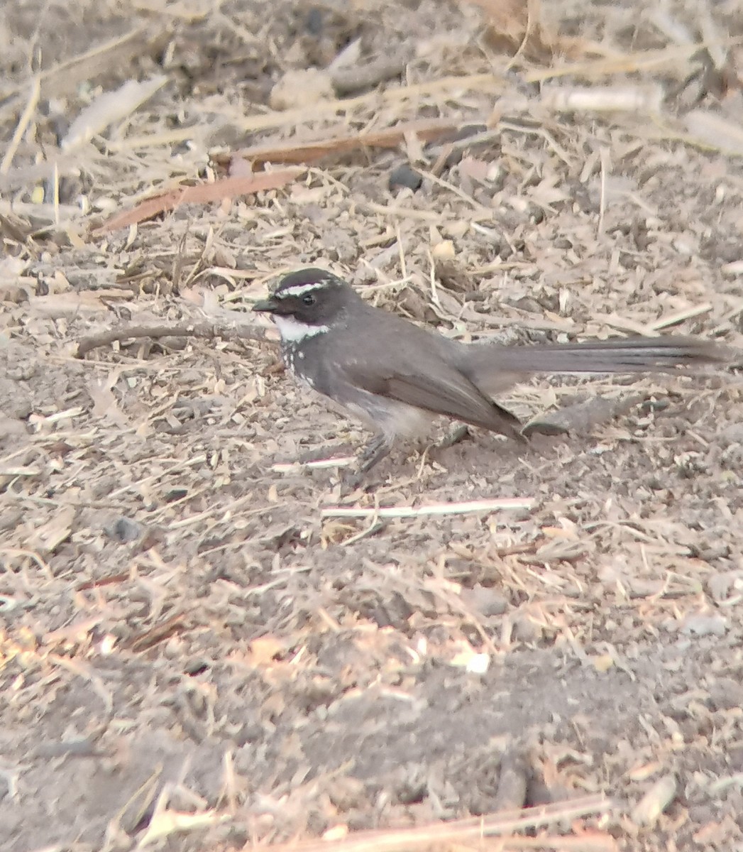 Spot-breasted Fantail - ML618961608