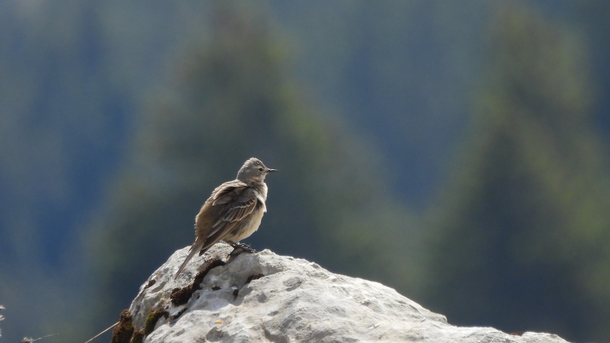 Water Pipit - ML618961609