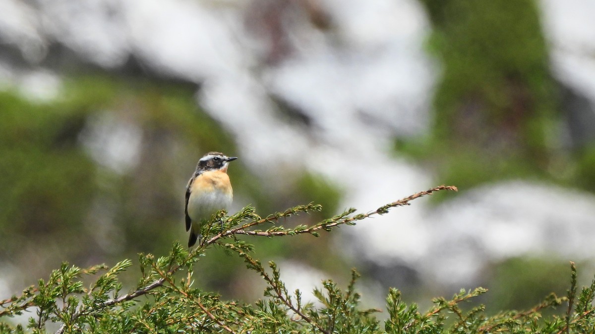 Whinchat - ML618961649