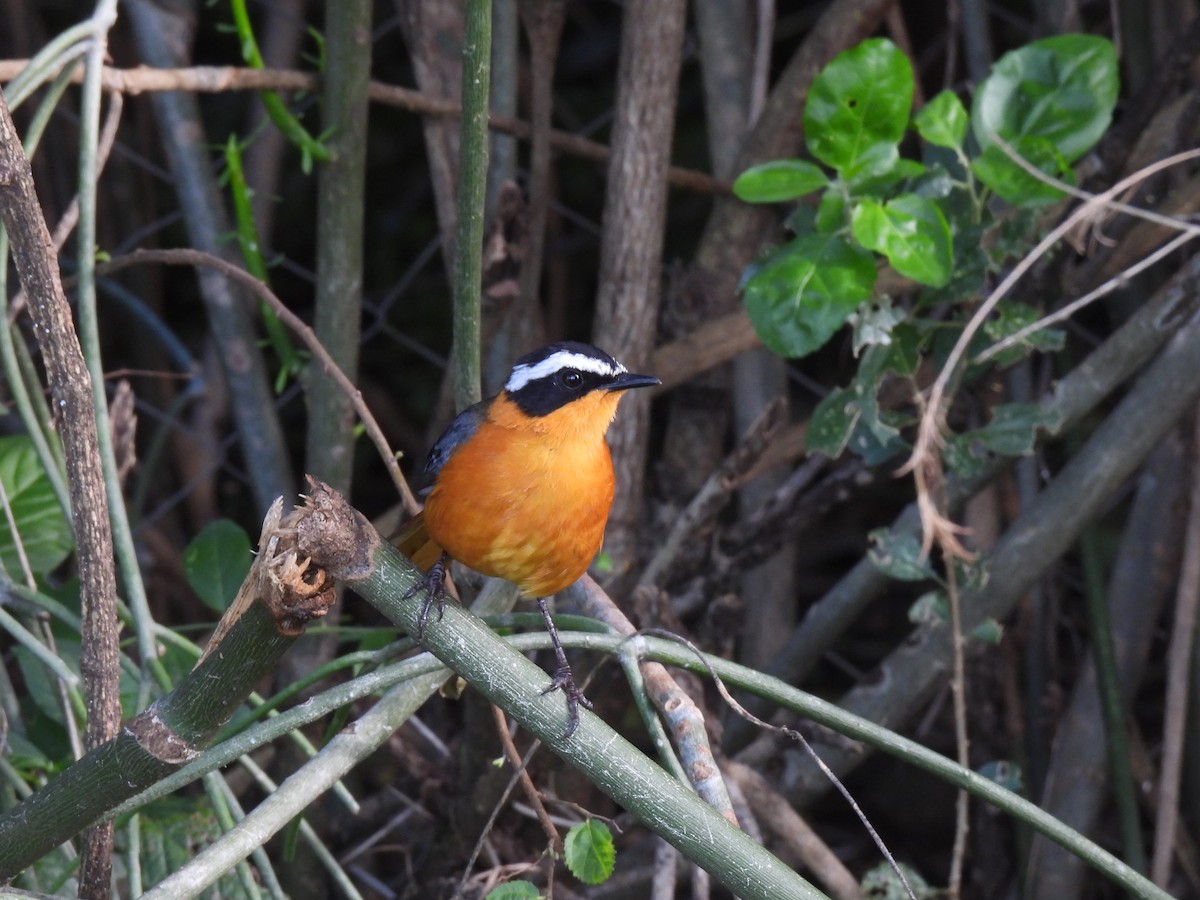 White-browed Robin-Chat - ML618961654