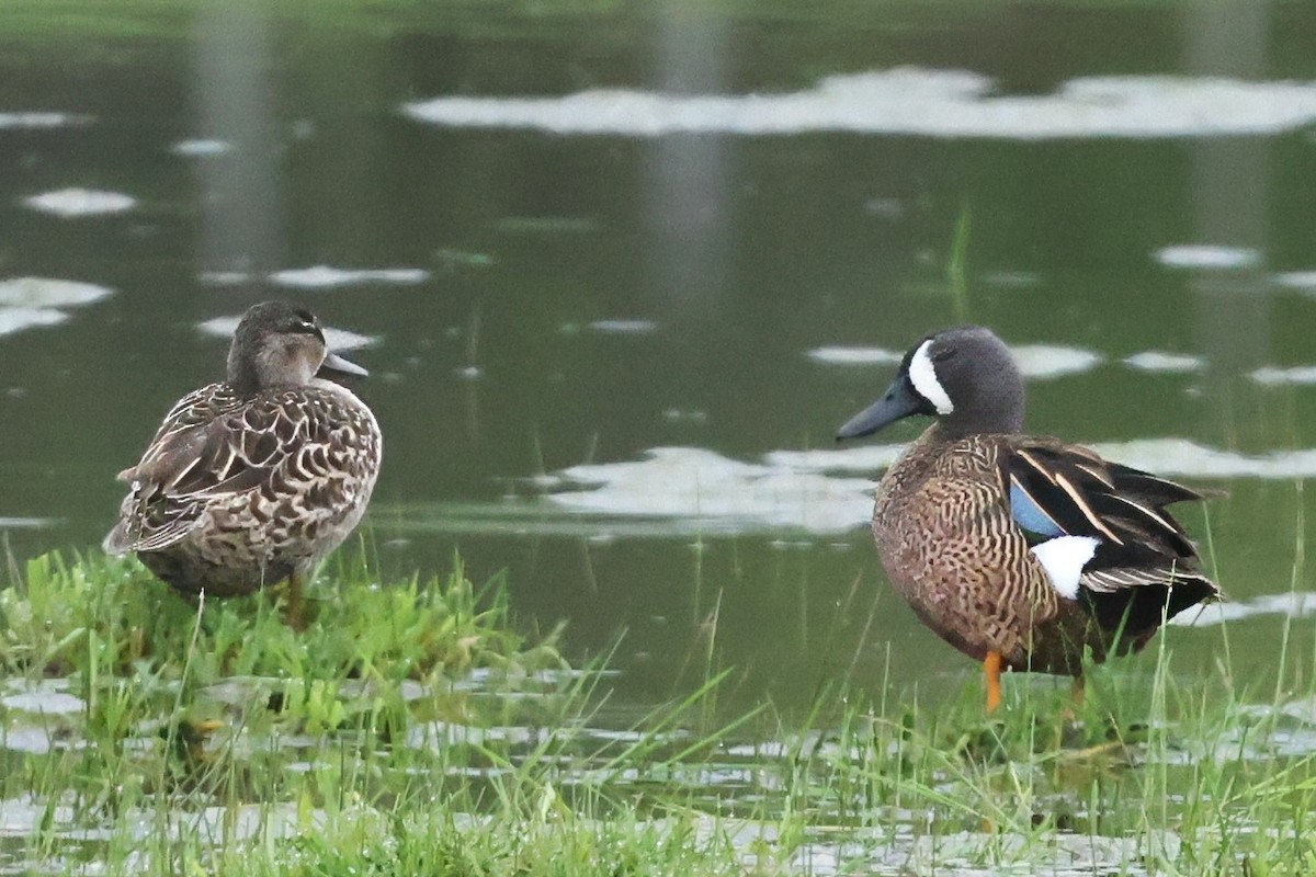 Blue-winged Teal - ML618961689