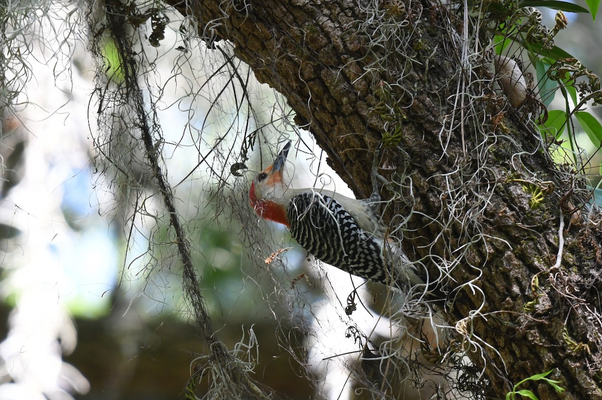 Red-bellied Woodpecker - ML618961746