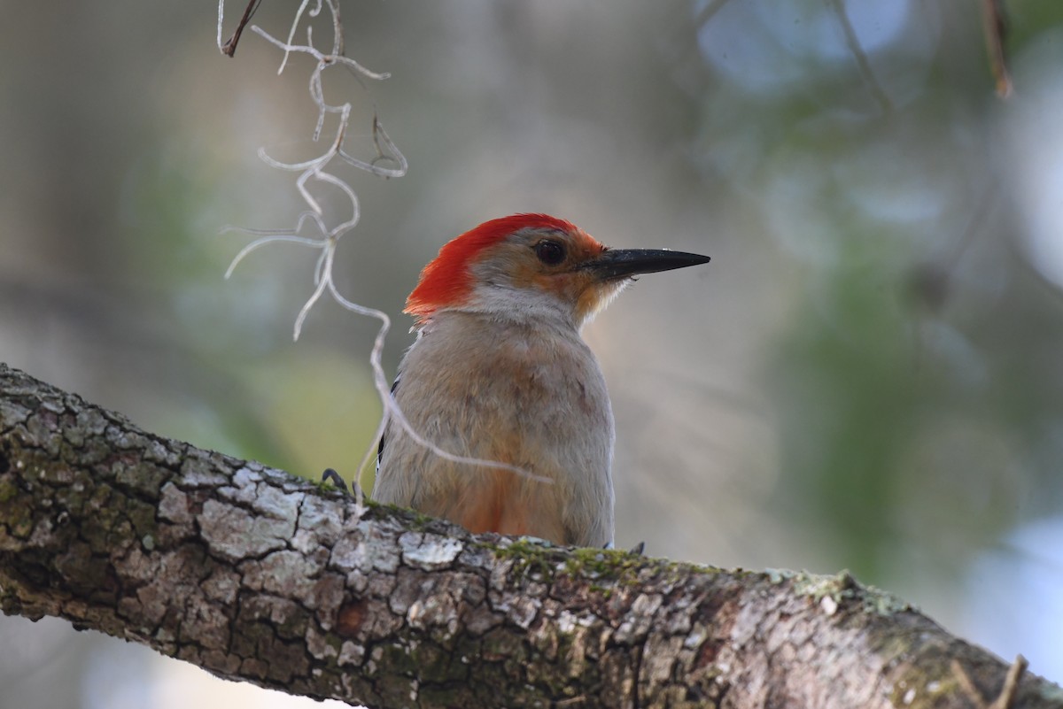 Red-bellied Woodpecker - ML618961747