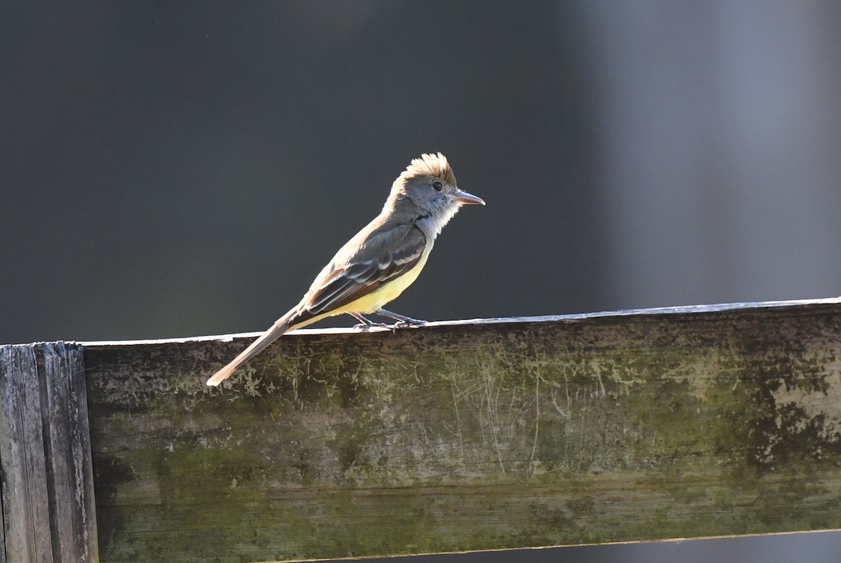 Great Crested Flycatcher - ML618961755