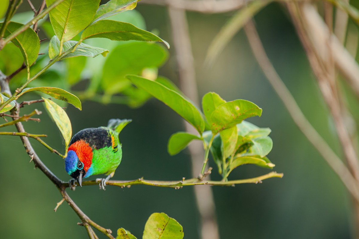 Red-necked Tanager - ML618961798