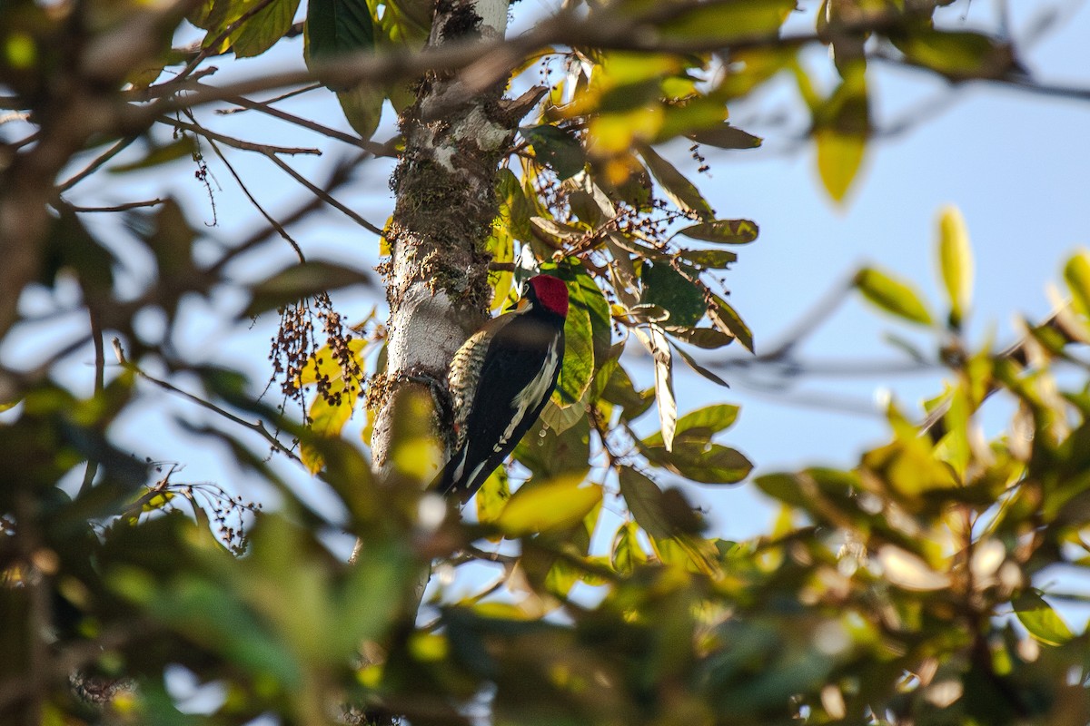Yellow-fronted Woodpecker - ML618961893