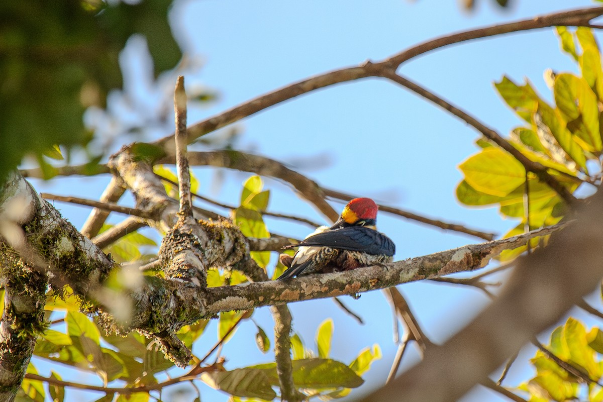 Yellow-fronted Woodpecker - ML618961894