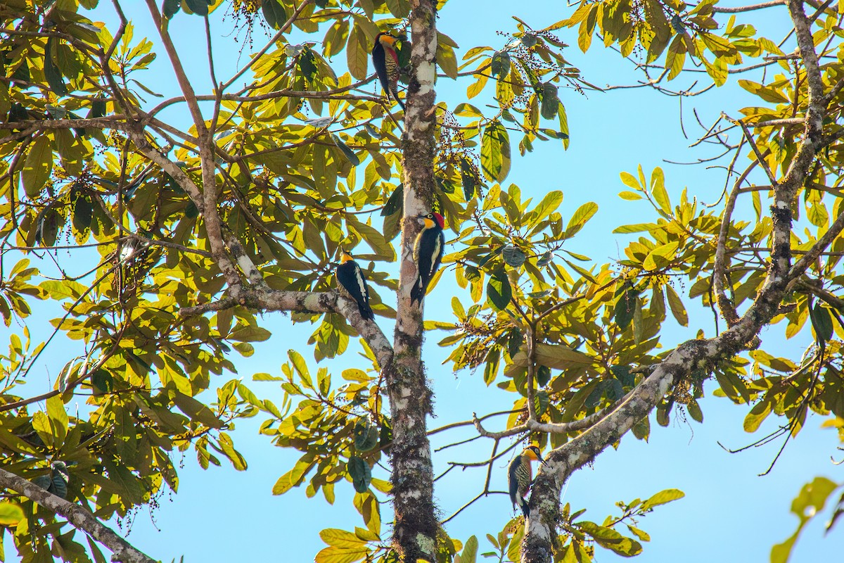 Yellow-fronted Woodpecker - ML618961895
