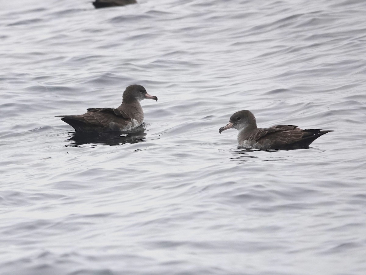 Pink-footed Shearwater - Norman Uyeda