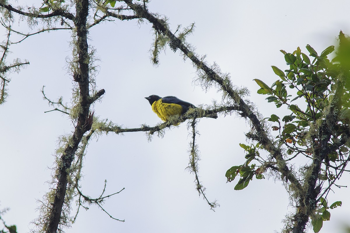 Hooded Mountain Tanager - ML618961999