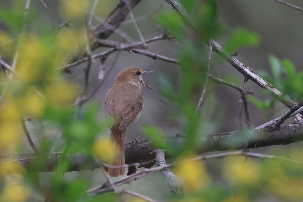 Common Nightingale (golzii) - Charley Hesse TROPICAL BIRDING