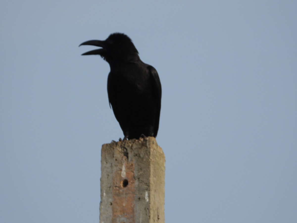 Large-billed Crow - ML618962032
