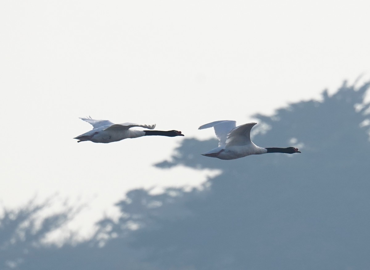 Black-necked Swan - ML618962116
