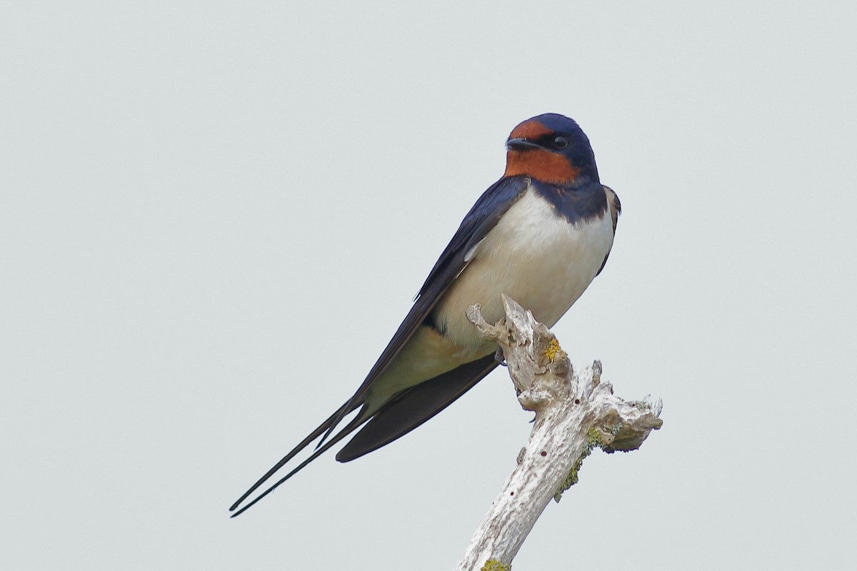 Barn Swallow - Joe Stockwell