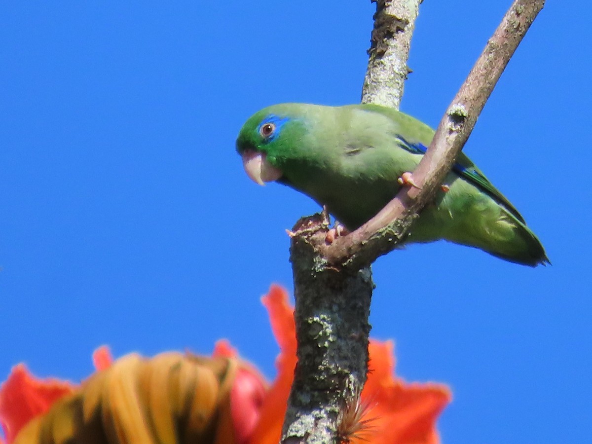 Spectacled Parrotlet - ML618962219