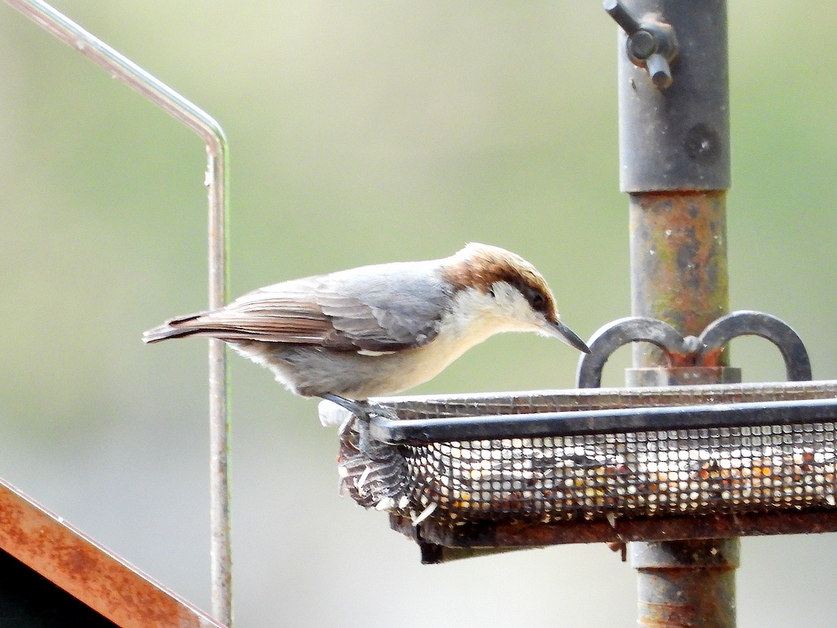 Brown-headed Nuthatch - ML618962221