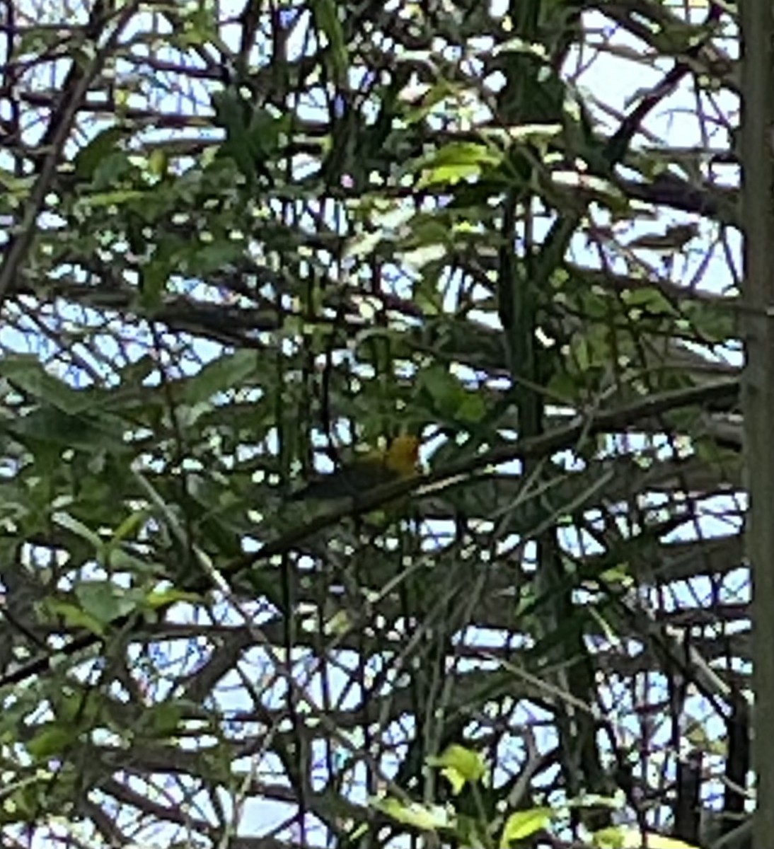 Prothonotary Warbler - D Brewer