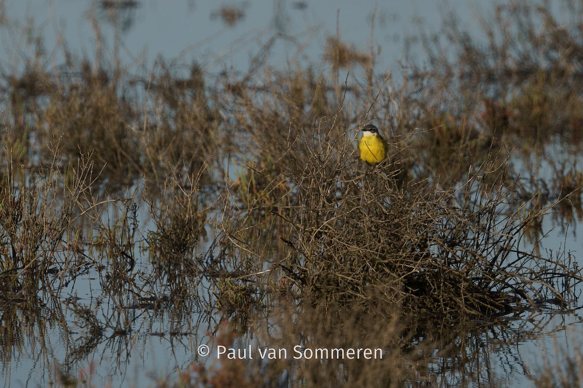 Western Yellow Wagtail - Paul van Sommeren