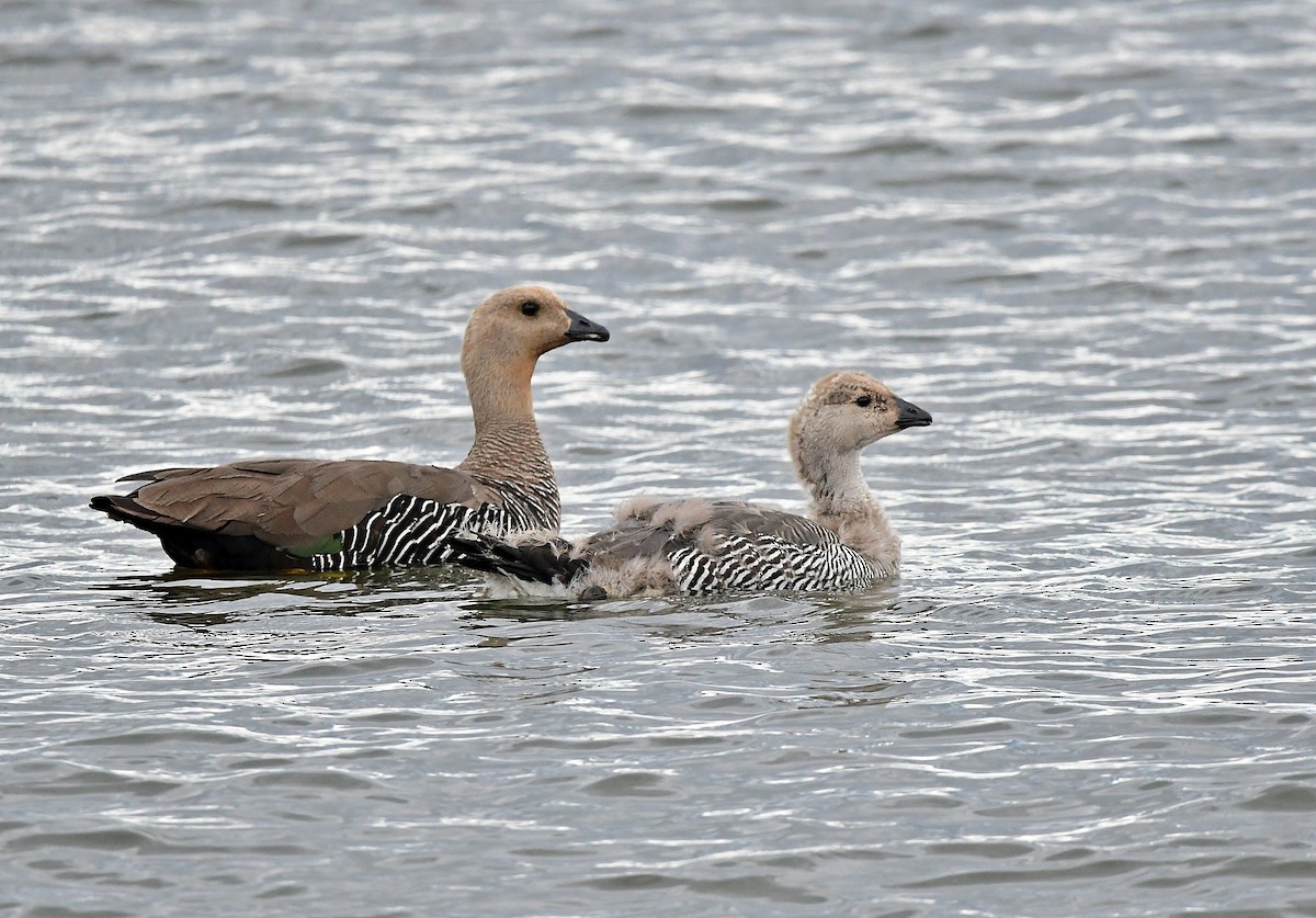 Upland Goose (White-breasted) - ML618962325