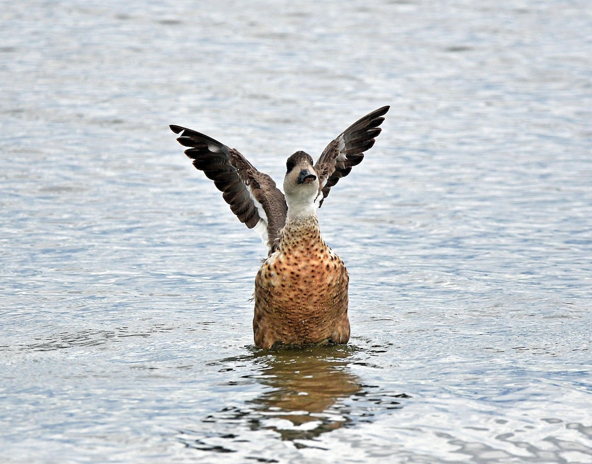 Crested Duck - ML618962368