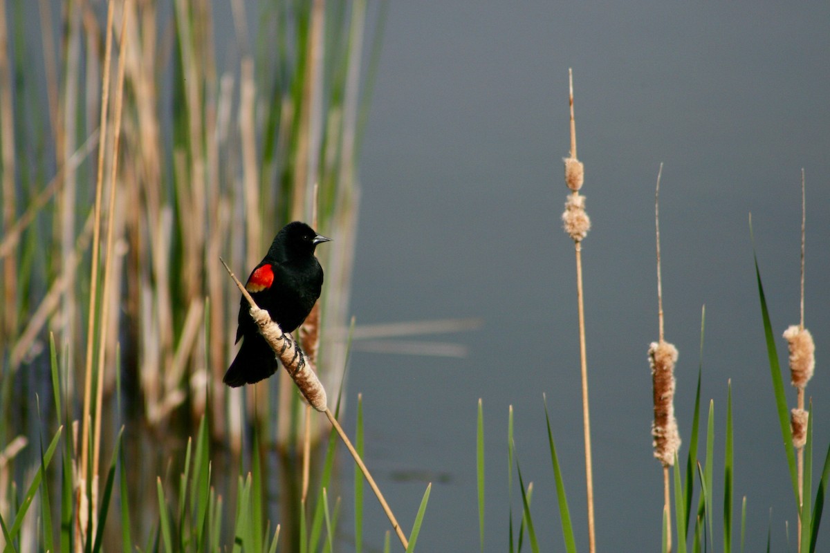 Red-winged Blackbird - ML618962417