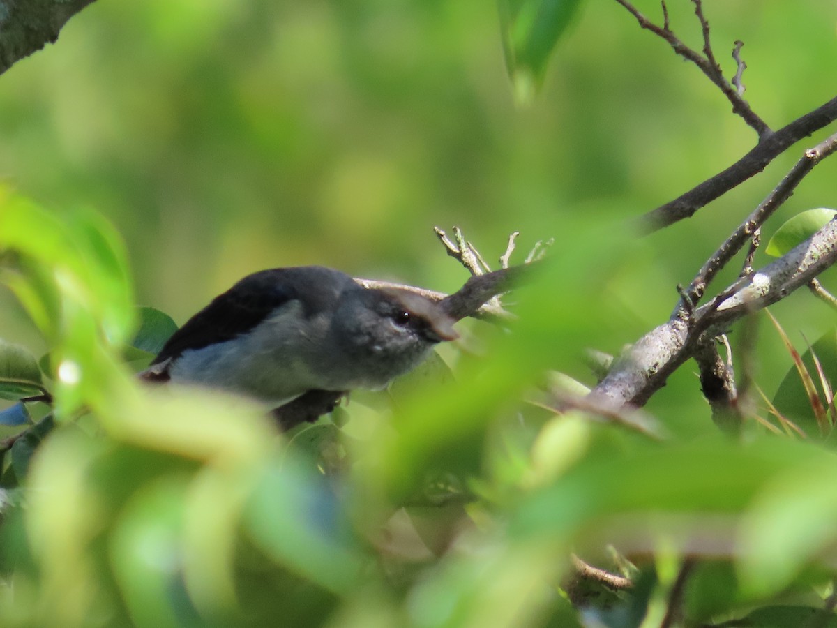 Plain-colored Tanager - ML618962424