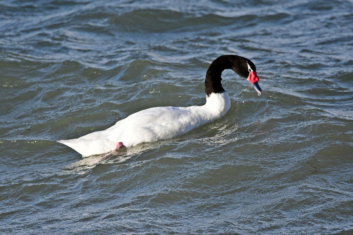 Black-necked Swan - ML618962439