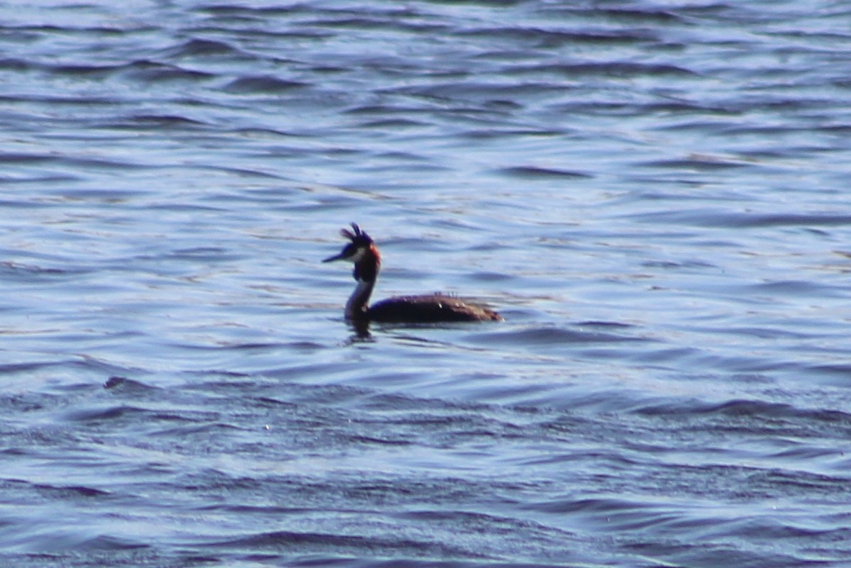Great Crested Grebe - Miguel Appleton