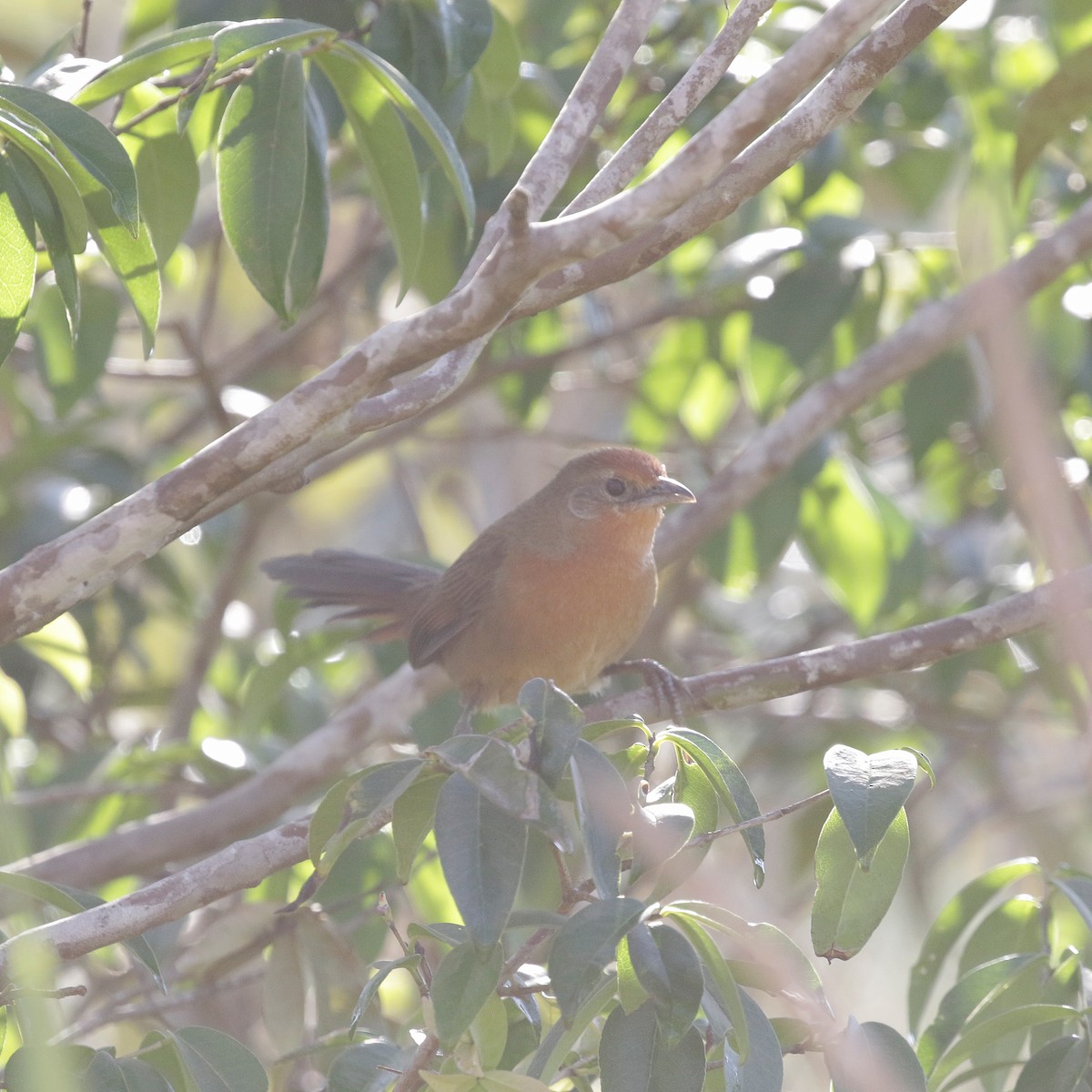 Orange-breasted Thornbird - ML618962555