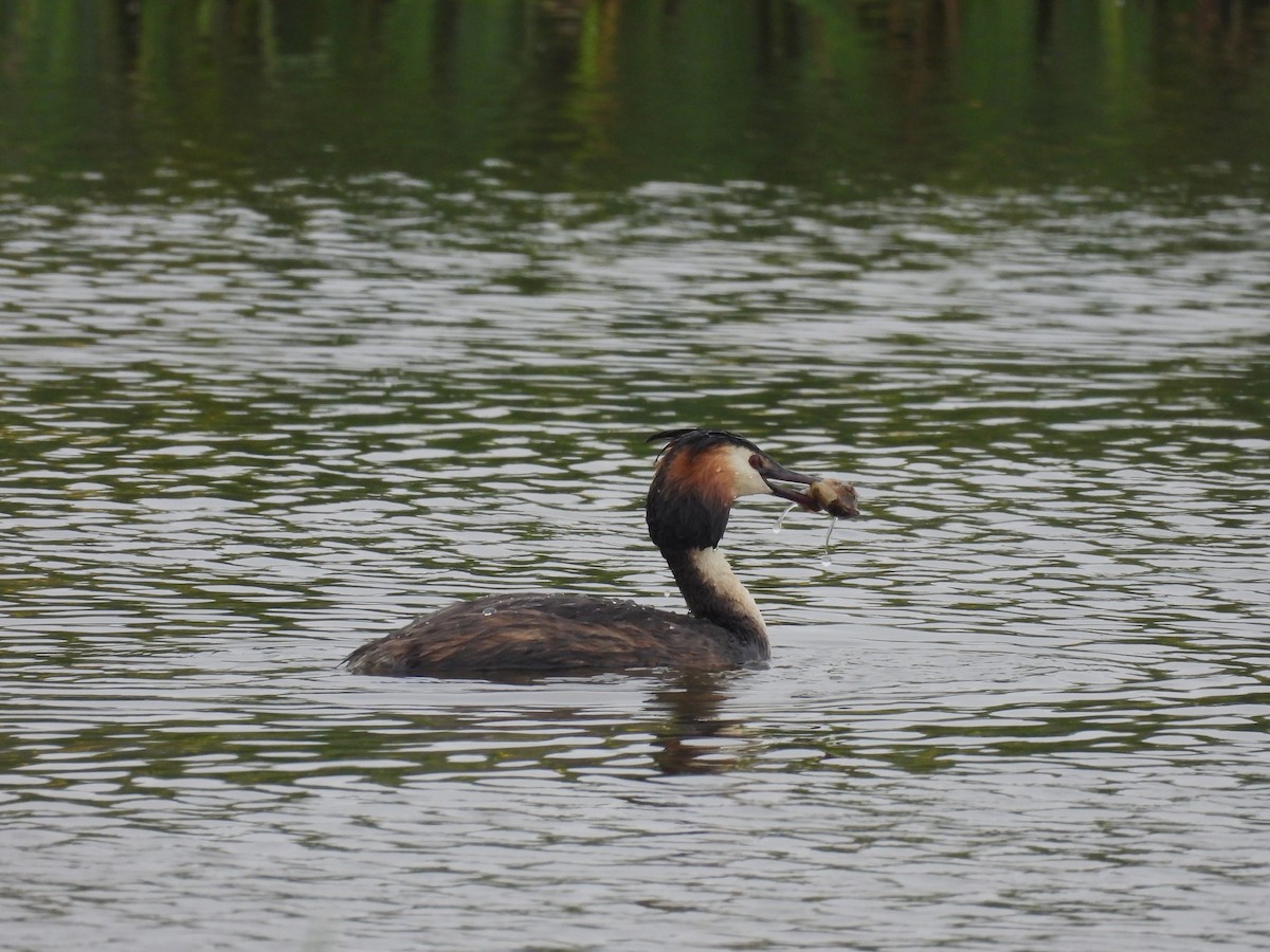 Great Crested Grebe - Oier Frias