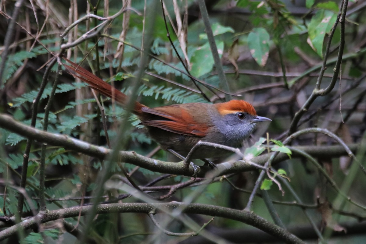 Rufous-capped Spinetail - ML618962618