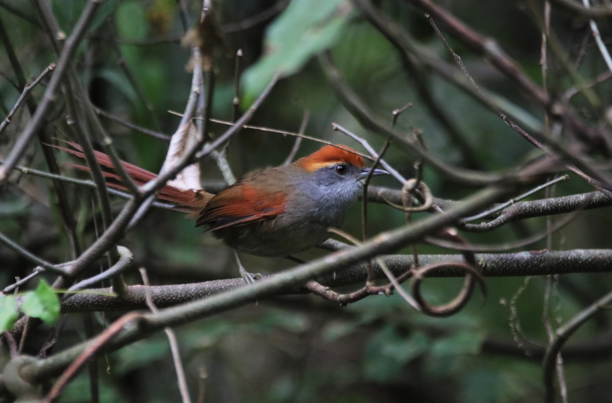 Rufous-capped Spinetail - Haydee Cabassi