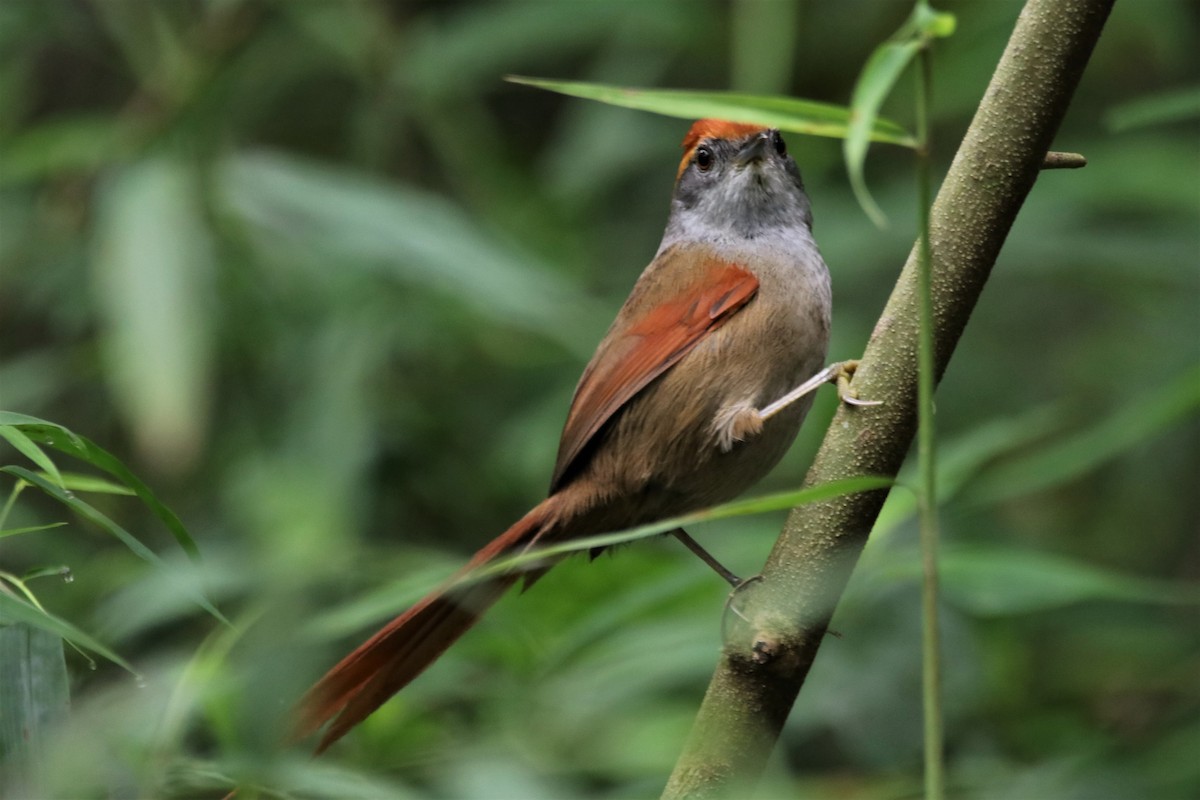 Rufous-capped Spinetail - ML618962620